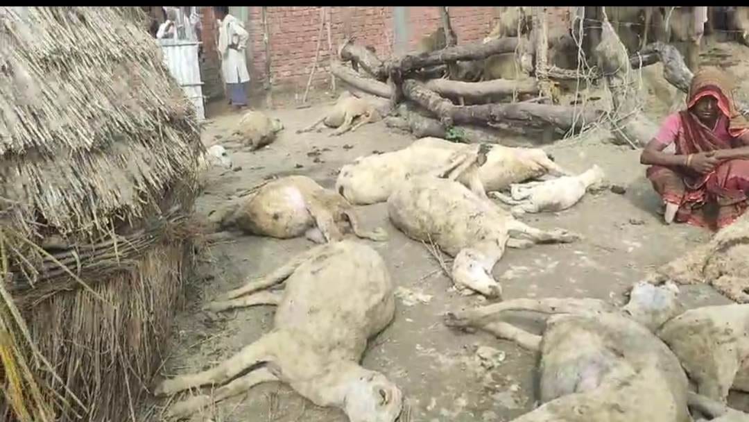 बाड़े में घुसे पालतू कुत्तों के हमले से 16 भेड़ों की मौत, 9 घायल; पुलिस जांच में जुटी